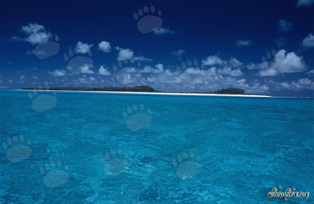 Dreamy island of the South seas - Explore paradise on Midway Atoll