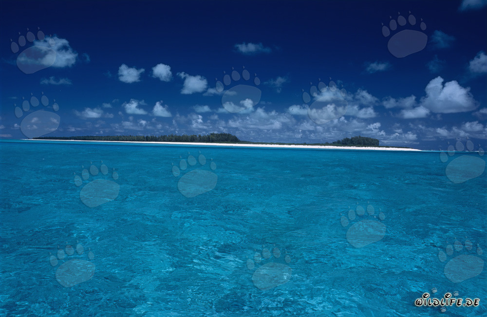 Traumhafte Insel der Südsee - Entdecke das Paradies auf Midway Atoll
