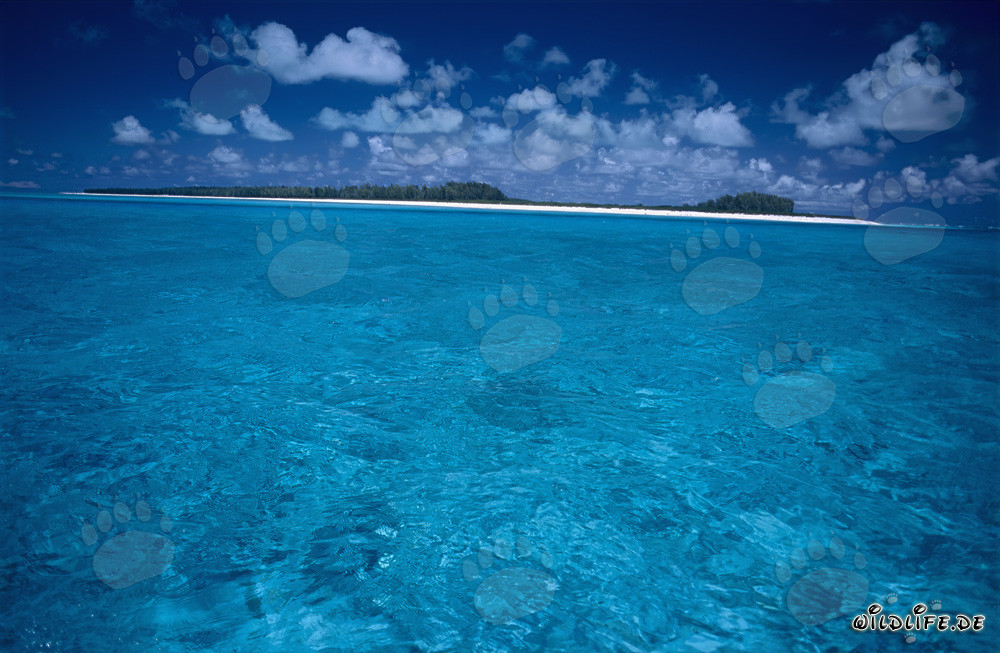 Fascinating Midway Atoll: Lagoon in the South Sea
