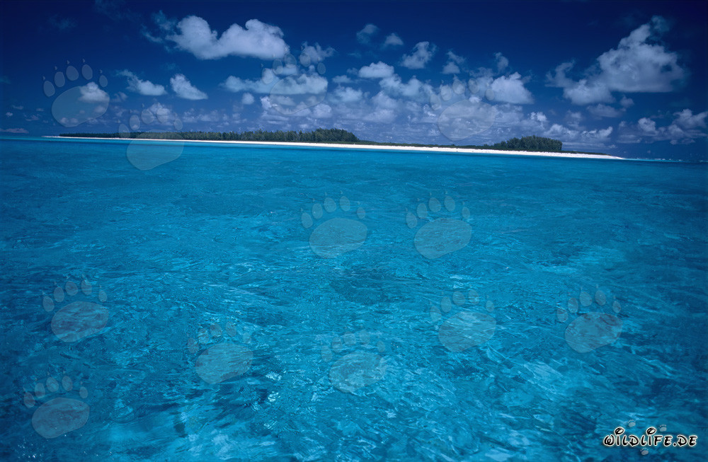 Atoll de Midway fascinant : Lagune dans le Pacifique Sud
