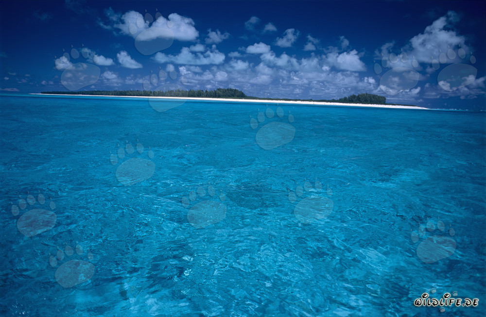 Affascinante Atollo di Midway: Laguna nel Pacifico del Sud