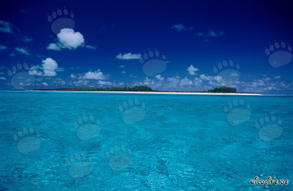 Idyllic Island in the Remote Pacific Realm