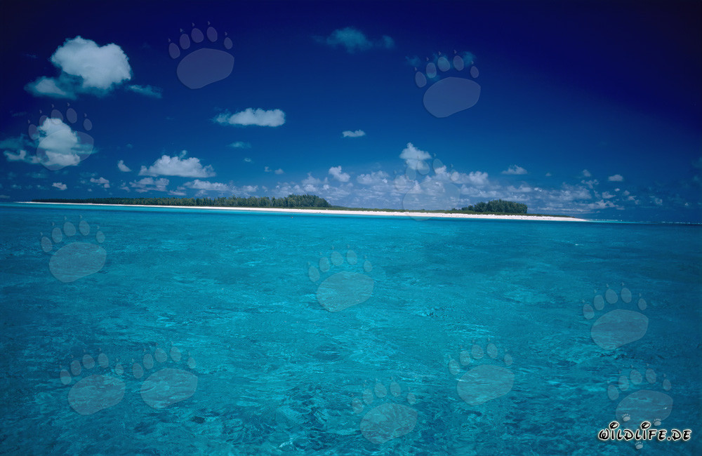 Destination de rêve dans le Pacifique Sud : Atoll de Midway