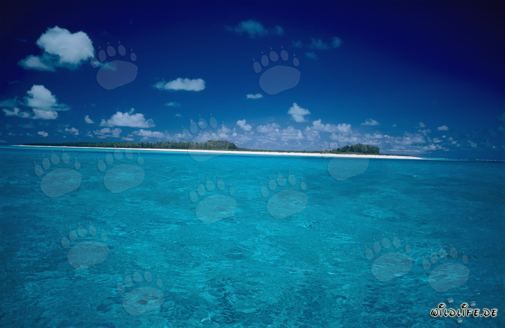Dreamy South Seas Destination: Midway Atoll