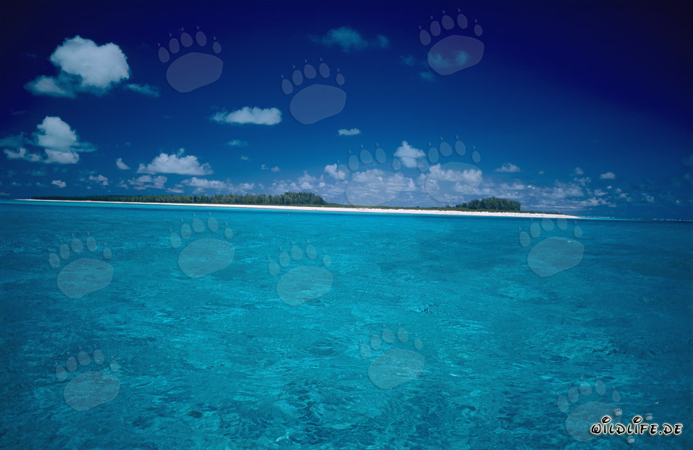 Traumhaftes Reiseziel in der Südsee: Midway-Atoll