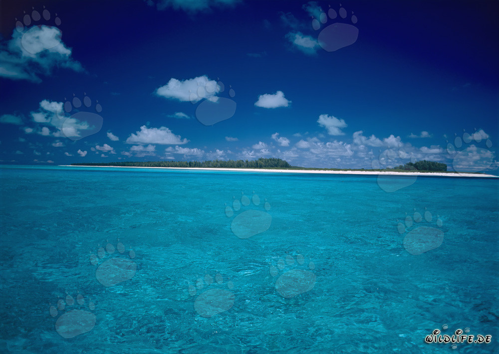 South Seas - Paradise Lagoon with Green Vegetation and White Sandy Beach