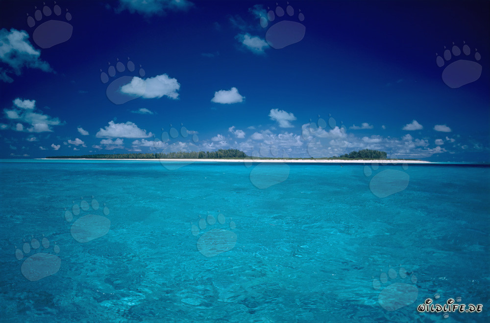 Impressions paradisiaques de la Polynésie sur l'atoll de Midway