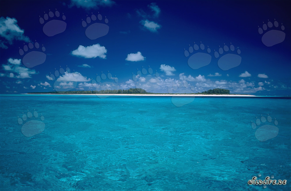 Dreamy South Sea Impressions on Midway Atoll