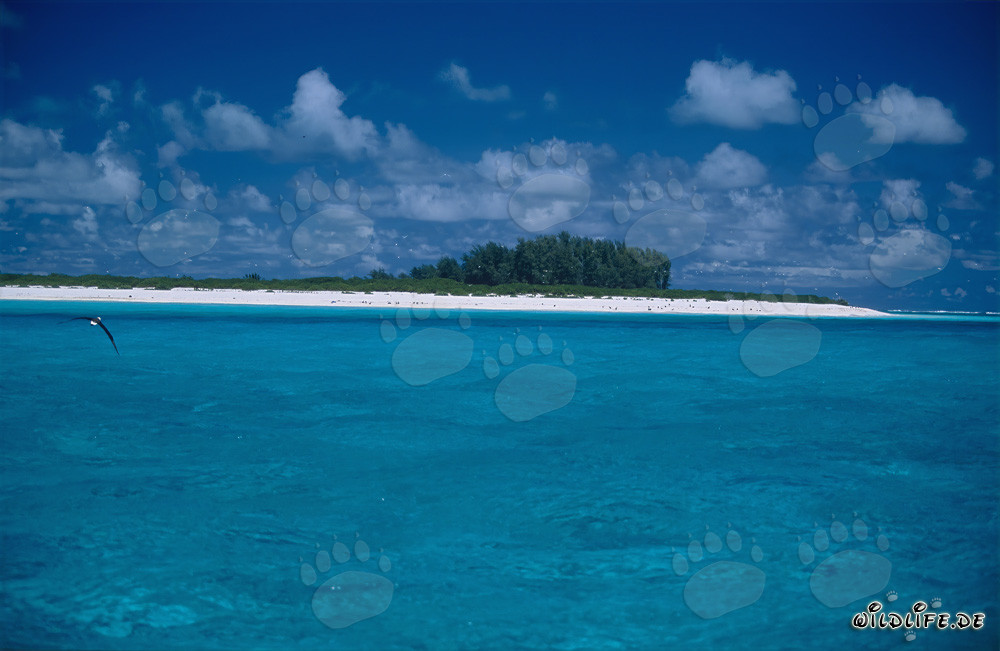 Paesaggio del Pacifico del Sud con laguna turchese e isola verde - Idillio nel Pacifico