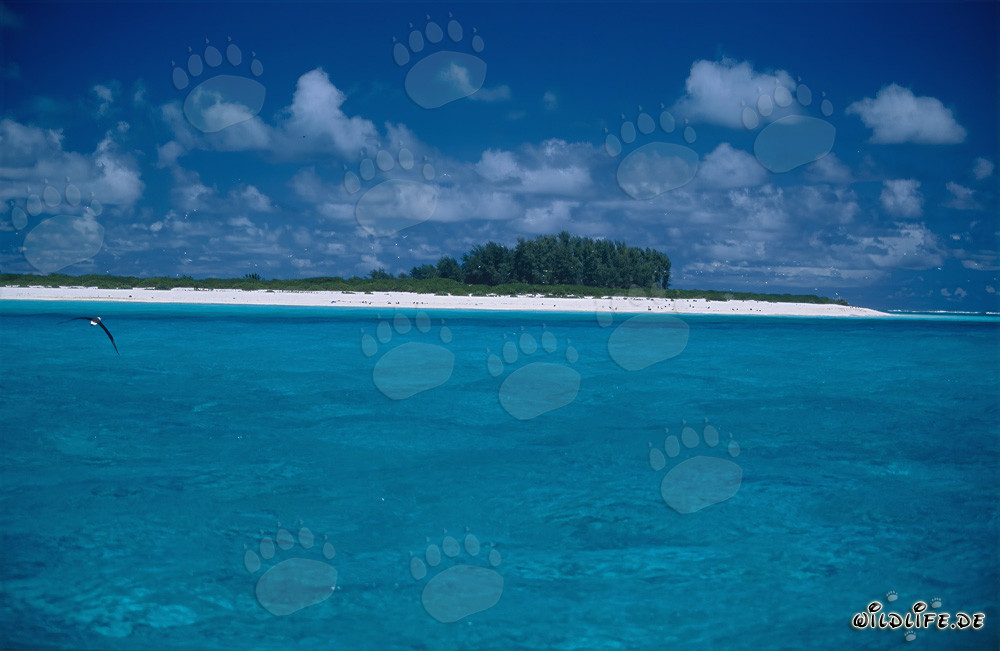 South Sea landscape with turquoise lagoon and green island - idyll in the Pacific