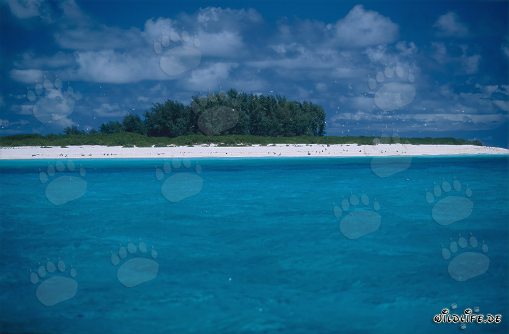 Dreamy Island Setting in the South Seas