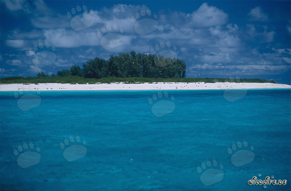 Scenario insulare da sogno nel Pacifico del Sud