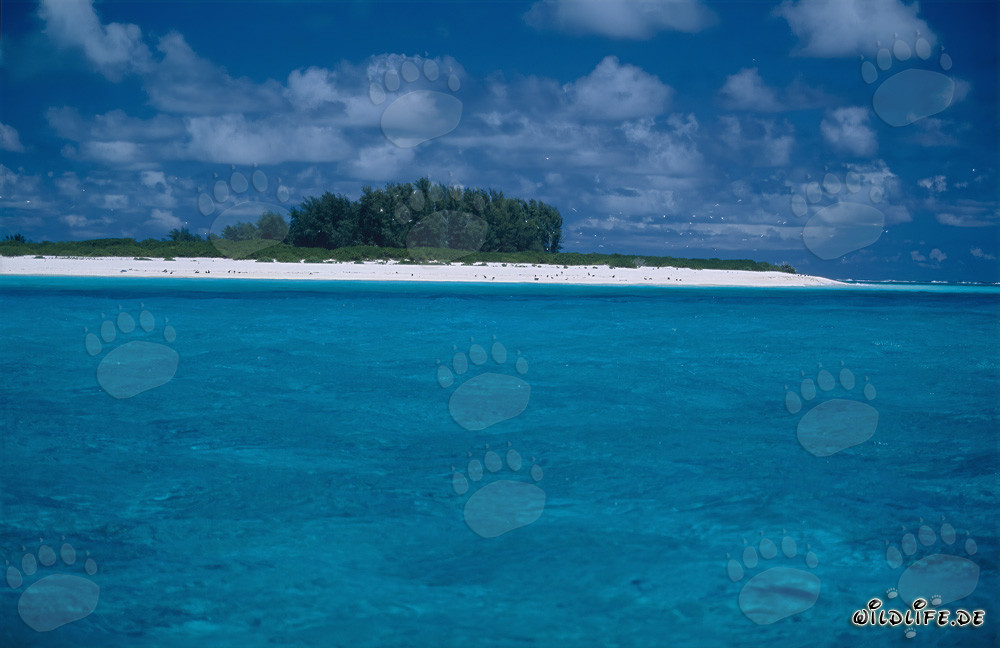 Dreamlike Lagoon Landscape on Midway Atoll