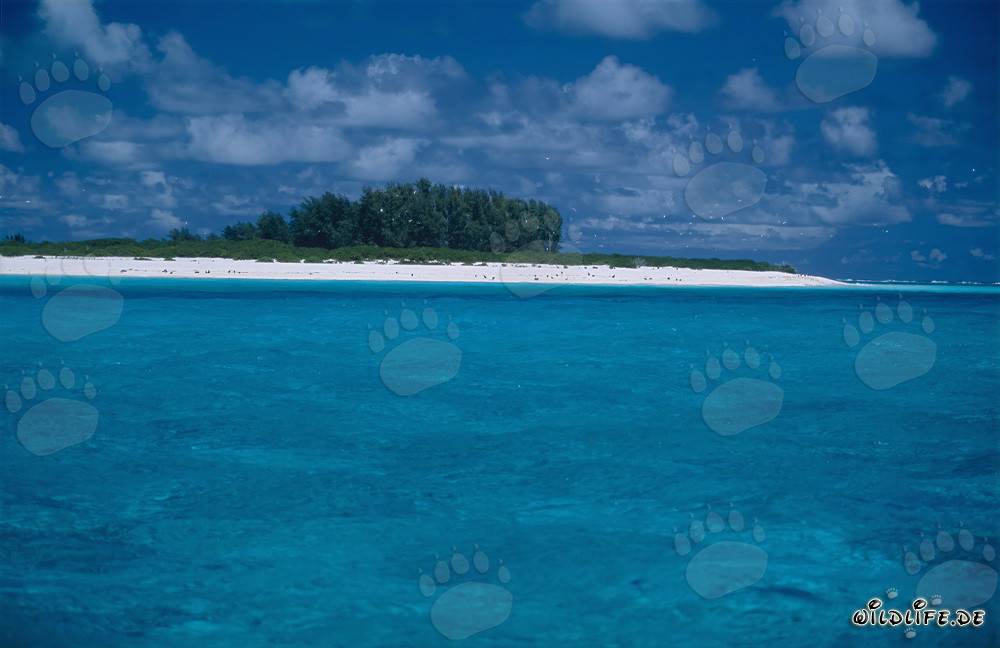 Paesaggio lagunare da sogno a Midway Atoll