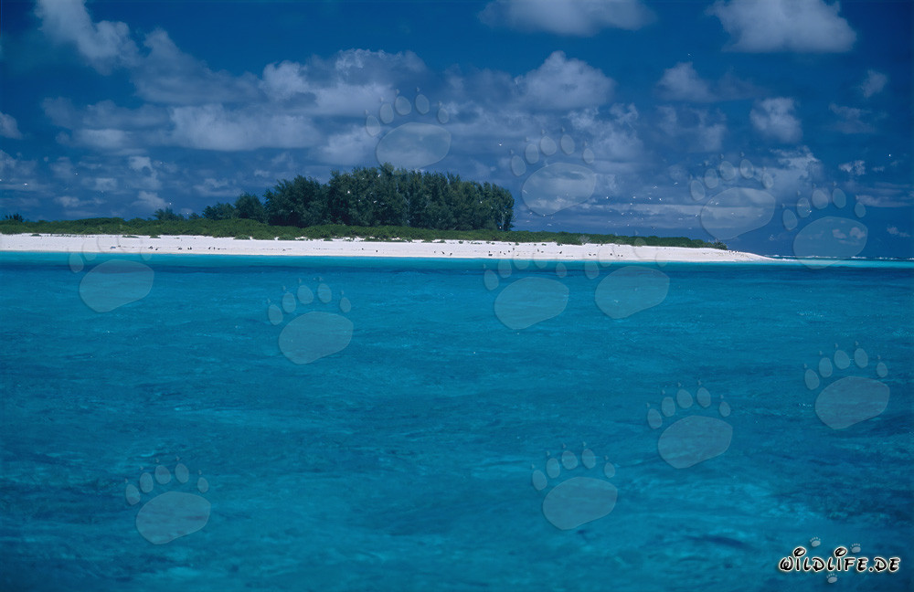 Paisaje de laguna de ensueño en Midway Atoll