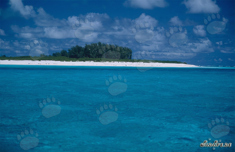 Paysage de lagune de rêve sur Midway Atoll