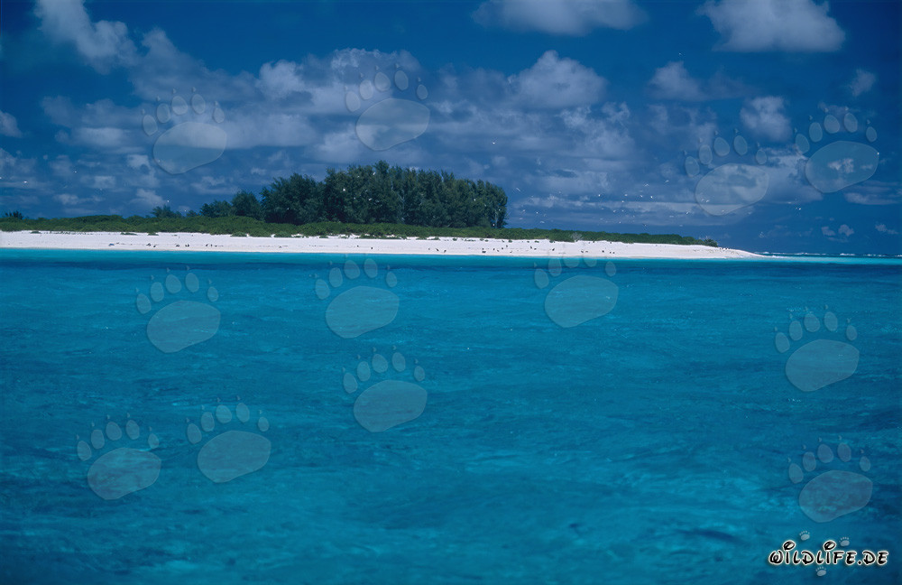 Traumhafte Lagunenlandschaft auf Midway Atoll