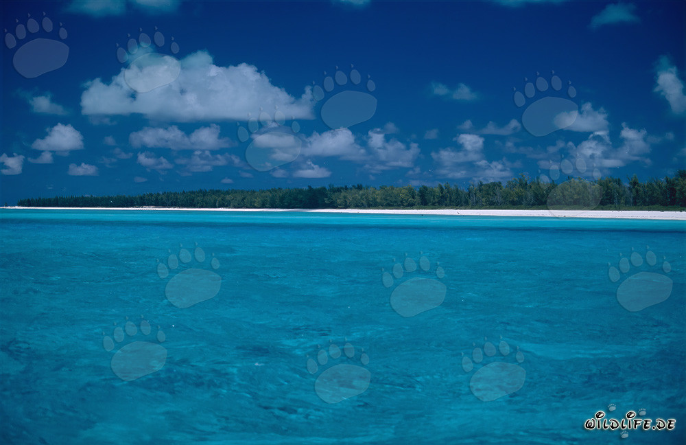 Romanticismo nel Pacifico del Sud a Midway Atoll
