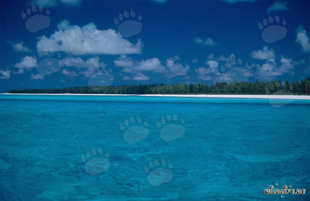 Romantisme dans le Pacifique Sud à Midway Atoll