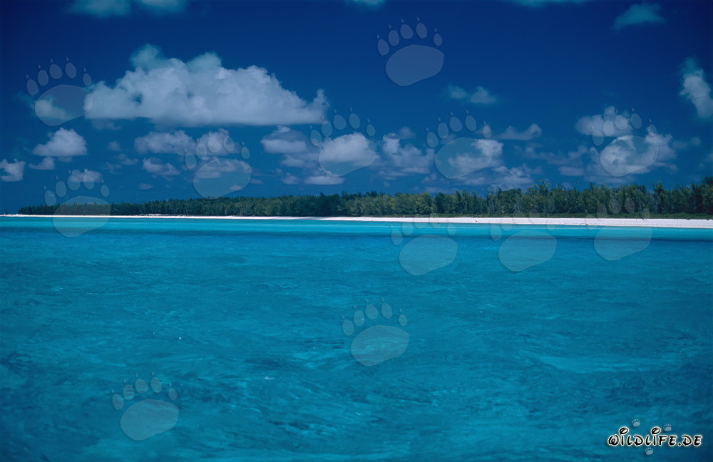 South Sea Romance on Midway Atoll