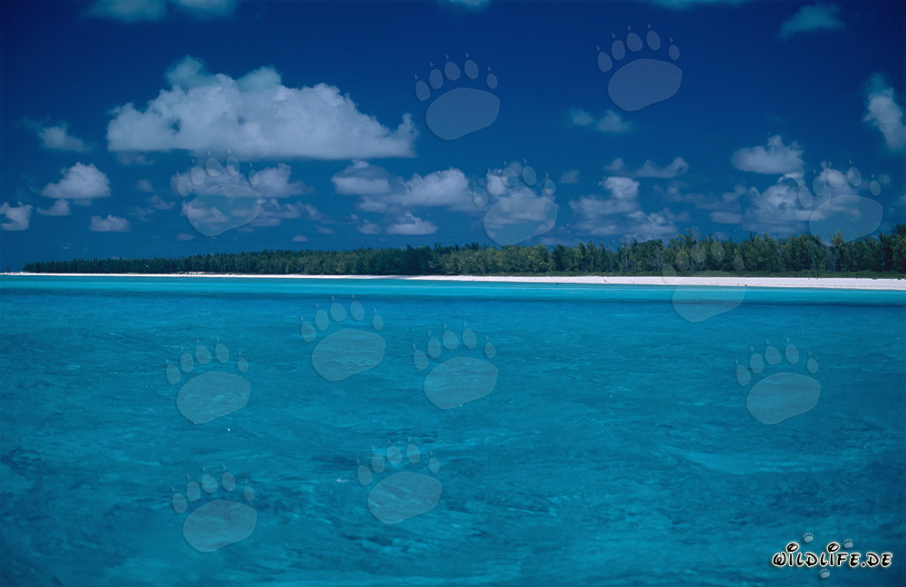 Südsee-Romantik auf Midway Atoll