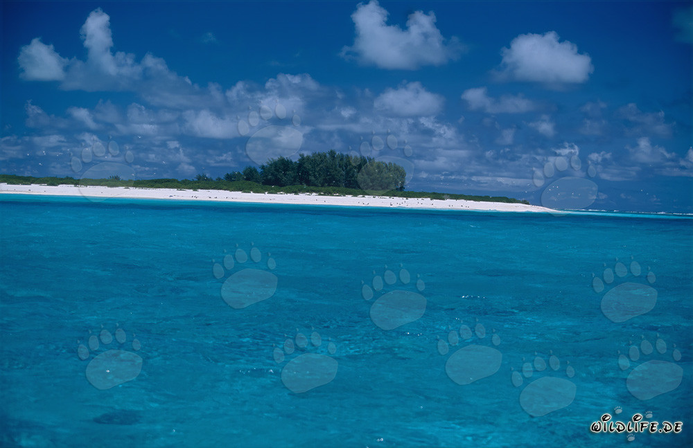 Île du Pacifique Sud avec lagune époustouflante et plage de sable blanc