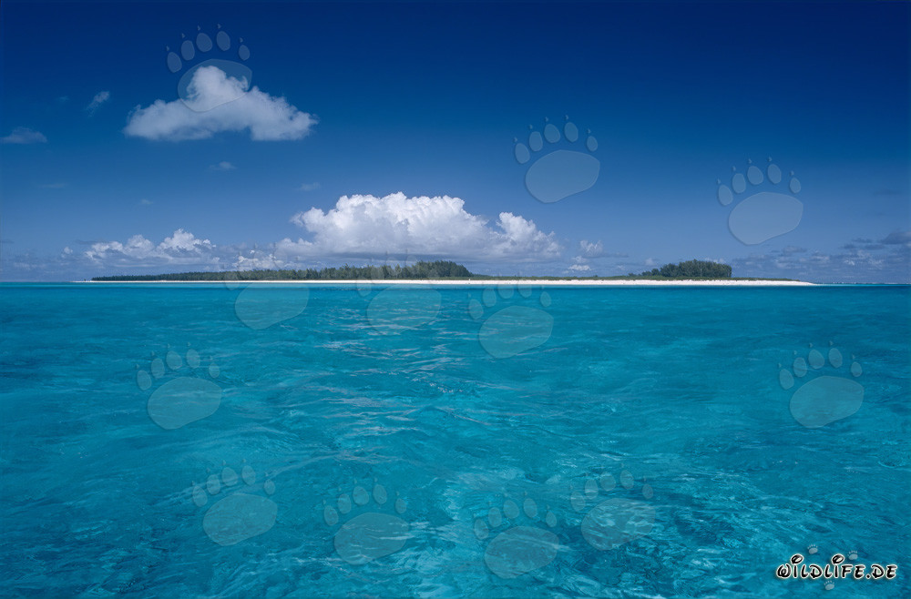 Île paradisiaque du Pacifique avec lagune pittoresque
