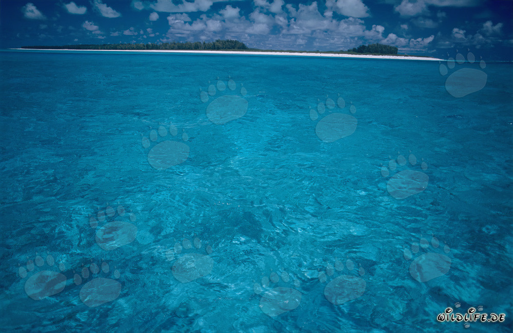Lagon turquoise de la mer du Sud à Midway Atoll, Hawaï, États-Unis