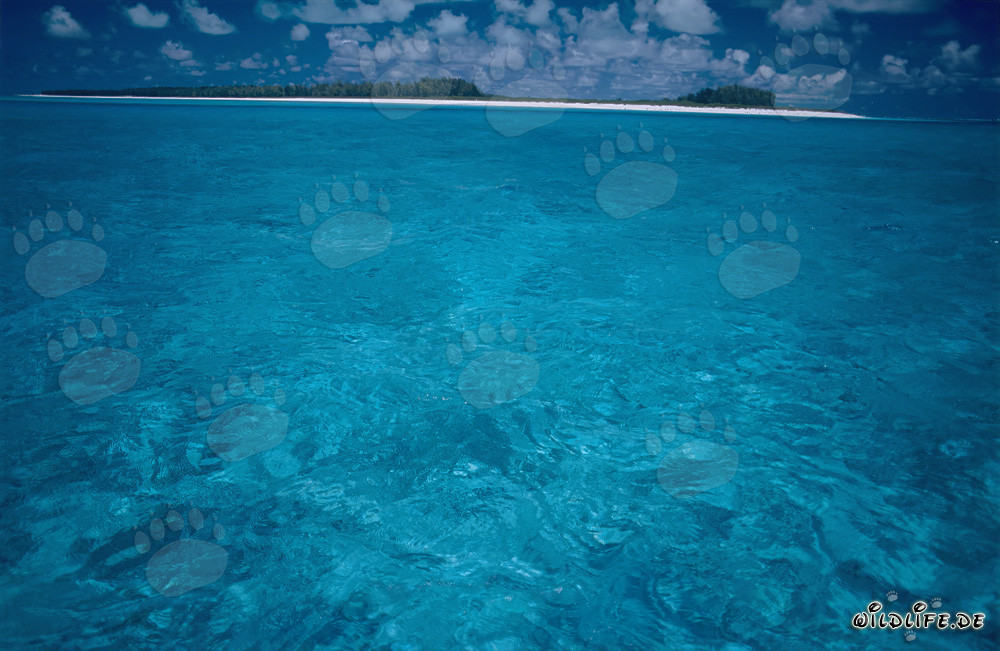 Laguna turchese del mare del Sud a Midway Atoll, Hawaii, Stati Uniti