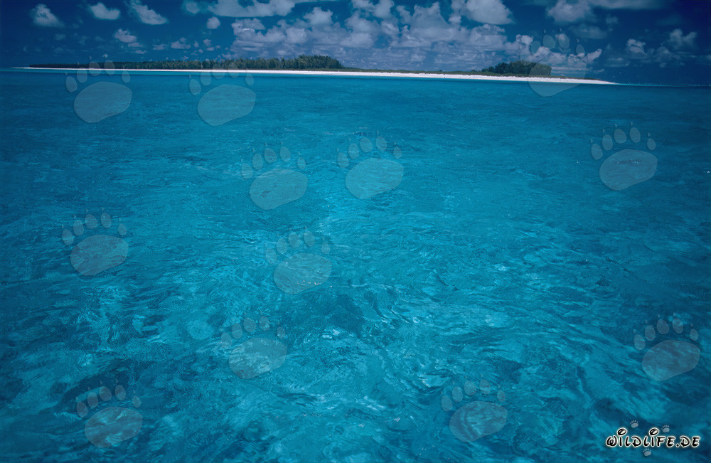 Laguna turquesa del mar del Sur en Midway Atoll, Hawái, Estados Unidos