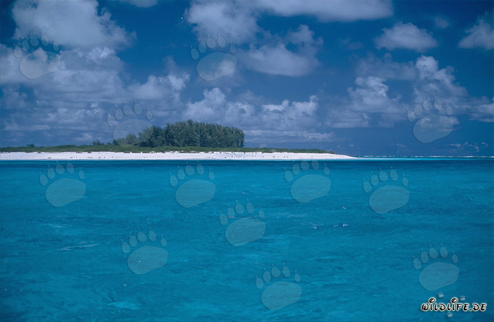 Paradis turquoise : Lagune de l'atoll de Midway