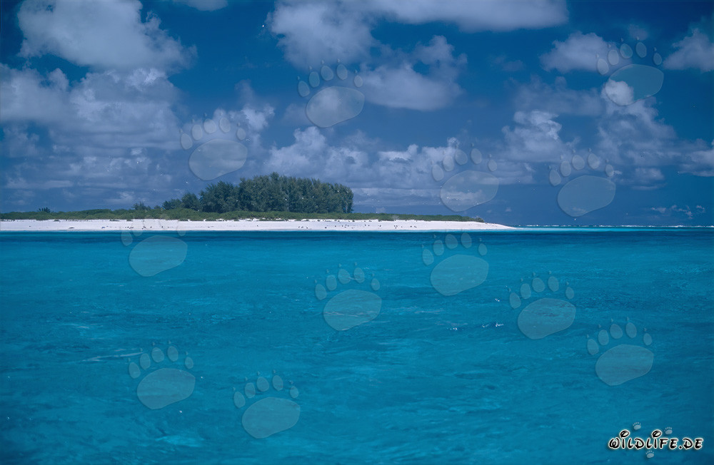 Türkisblaues Paradies: Lagune im Midway Atoll