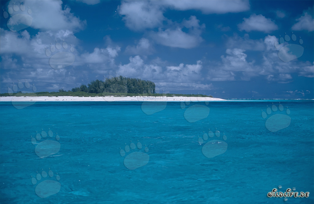 Turquoise Paradise: Lagoon in Midway Atoll