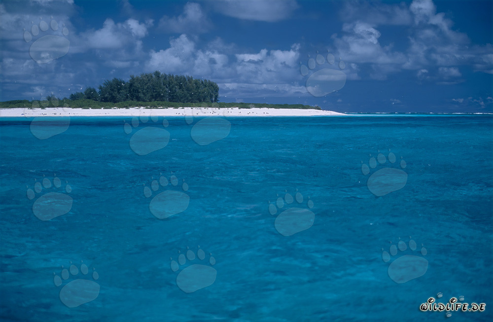 Idyllic Island in the Pacific Ocean