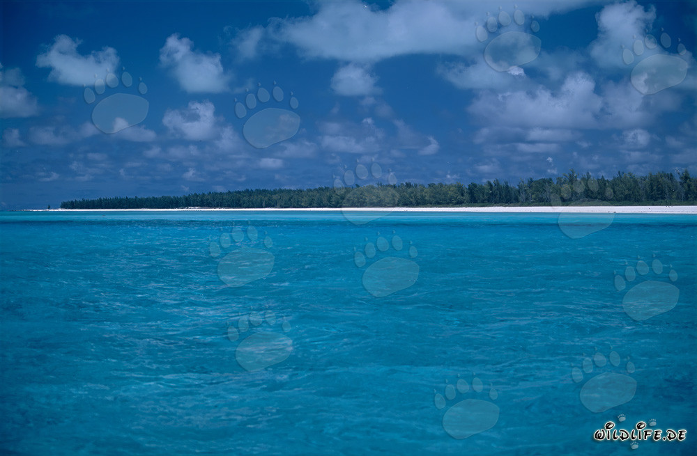 Ambiance paradisiaque des îles du sud à l'atoll de Midway, Hawaï, États-Unis