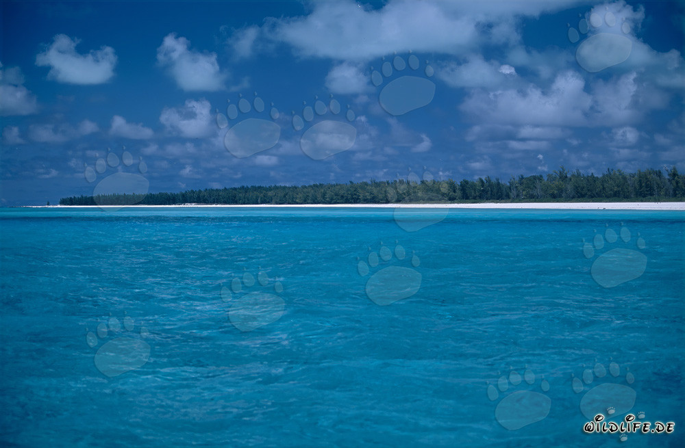 Dreamy South Seas Flair on Midway Atoll, Hawaii, USA