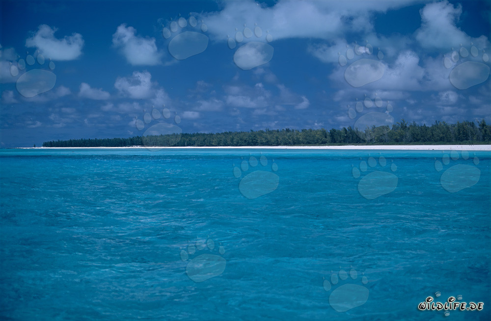Traumhaftes Südsee-Flair auf dem Midway-Atoll, Hawaii, USA