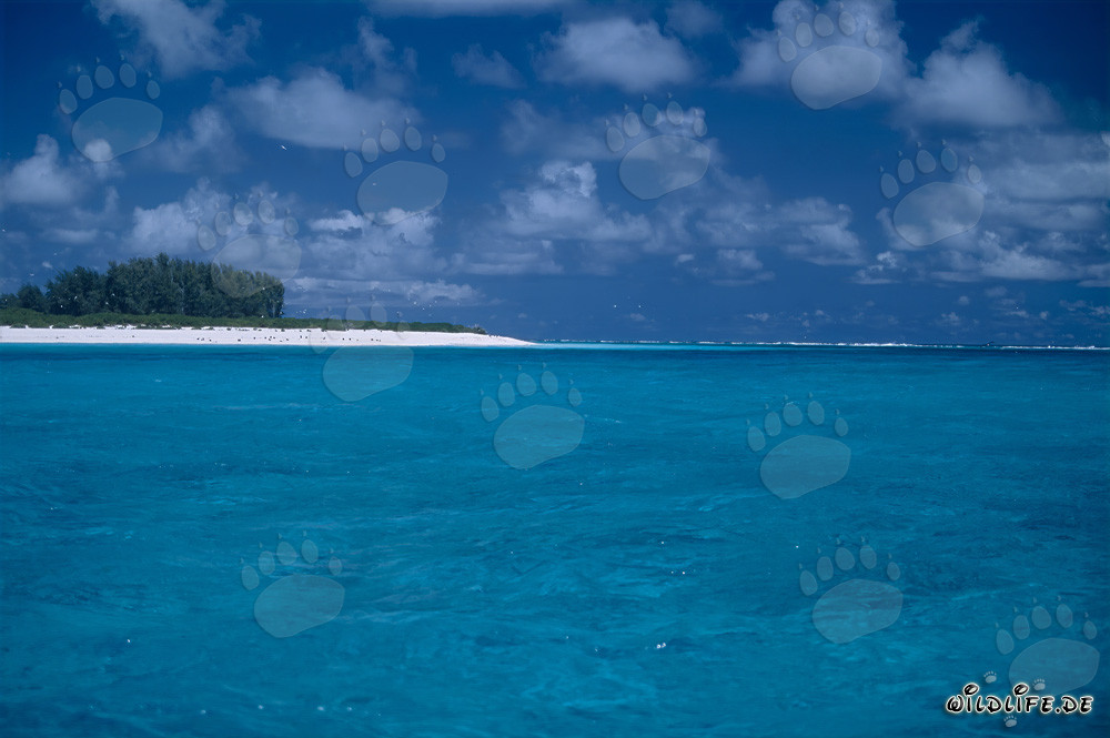 Mondo del Sud: Lagune tropicali sull'atollo di Midway