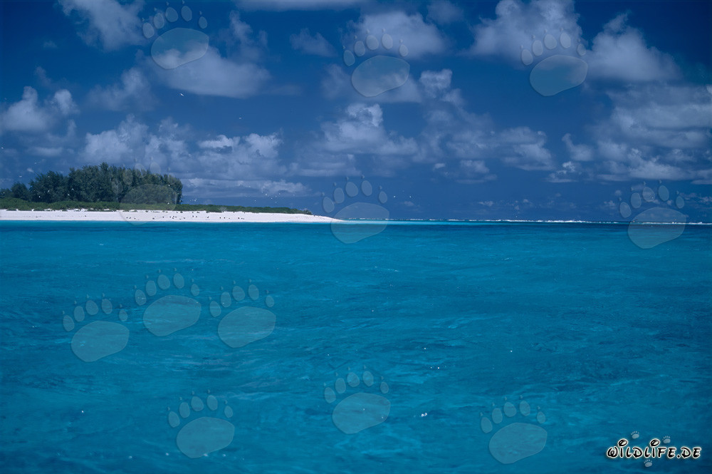 Mundo del Pacífico Sur: Lagunas tropicales en el Atolón de Midway