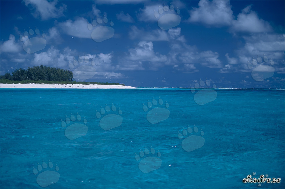 South Sea World: Tropical Lagoons on Midway Atoll