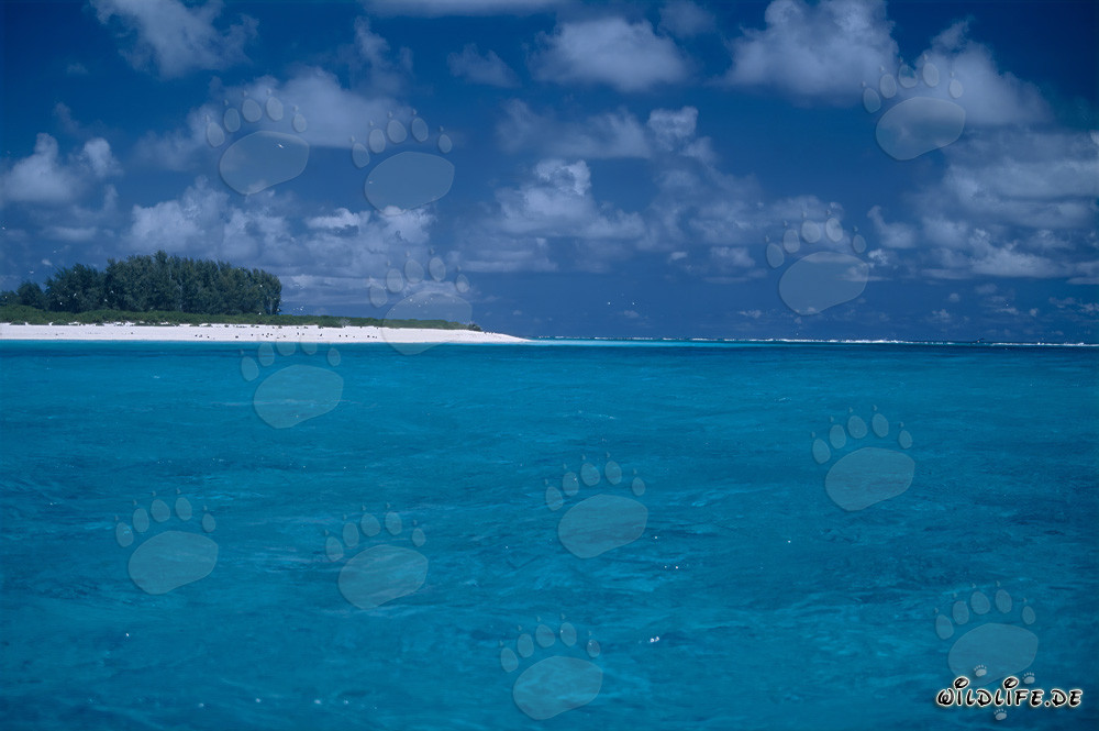 Südsee Welt: Tropische Lagunen auf Midway Atoll