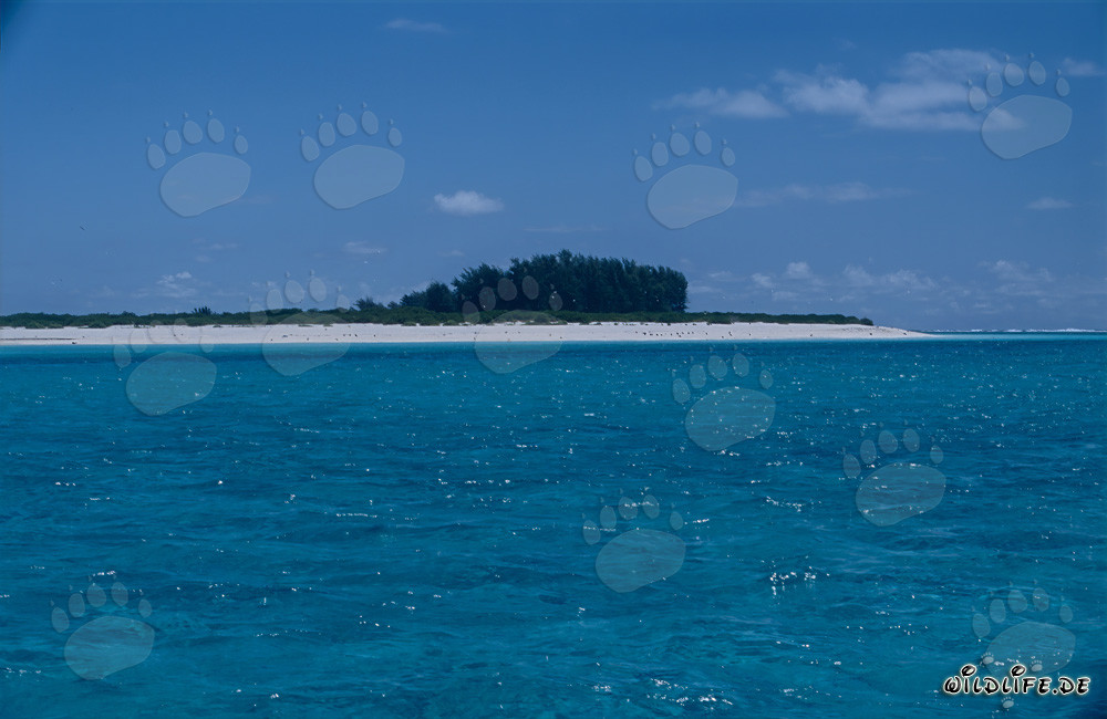 Île paradisiaque de la mer du Sud avec une plage de sable blanc de rêve