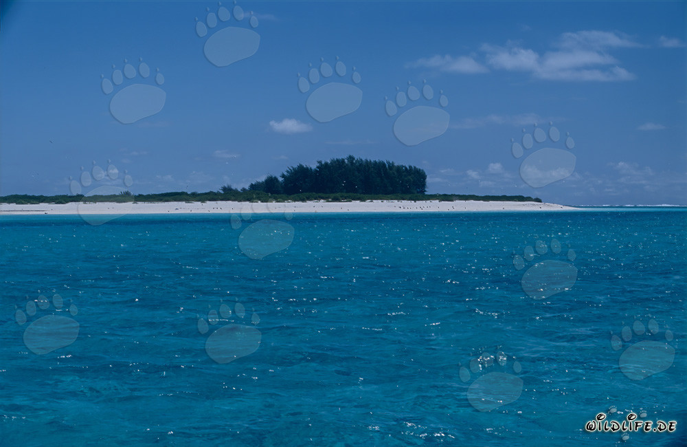 Isla idílica del mar del Sur con una playa de arena blanca de ensueño