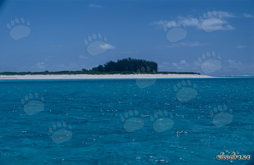 Idilliaca isola del Sud del mare con una spiaggia di sabbia bianca da sogno
