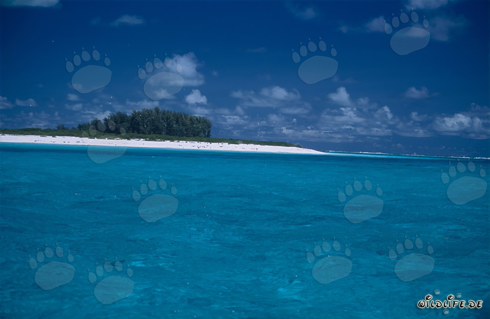 Plage de sable blanc immaculé, ciel bleu et mer cristalline à Midway Atoll, Hawaï, États-Unis