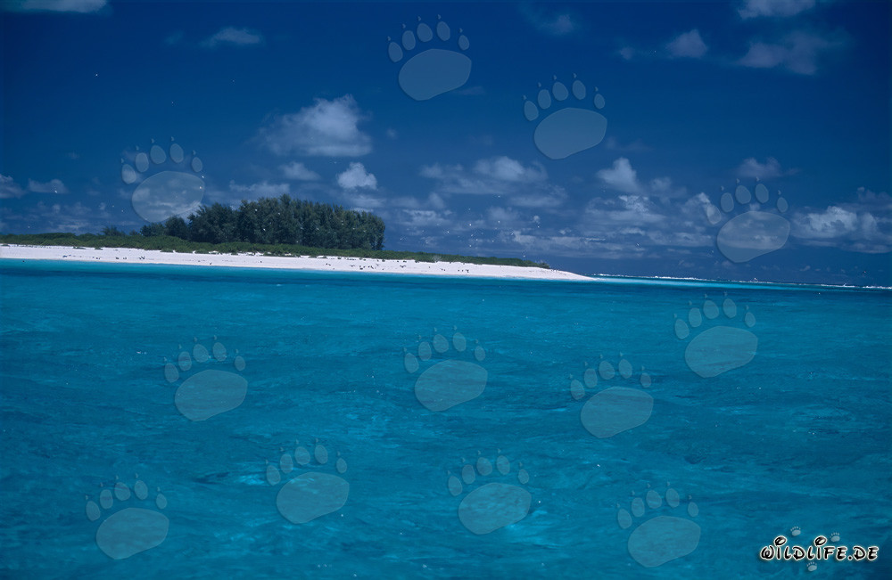 Playa de arena blanca, cielo azul y mar cristalino en Midway Atoll, Hawái, EE. UU.