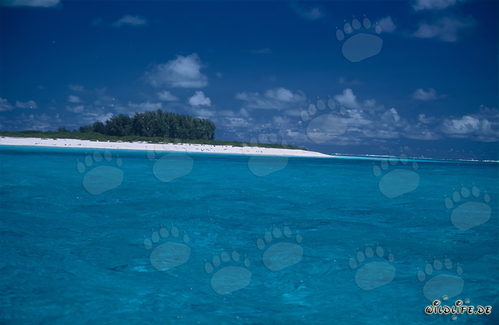 Traumhafter Schneeweißer Strand, Blauer Himmel und Kristallklares Meer auf Midway Atoll, Hawaii, USA