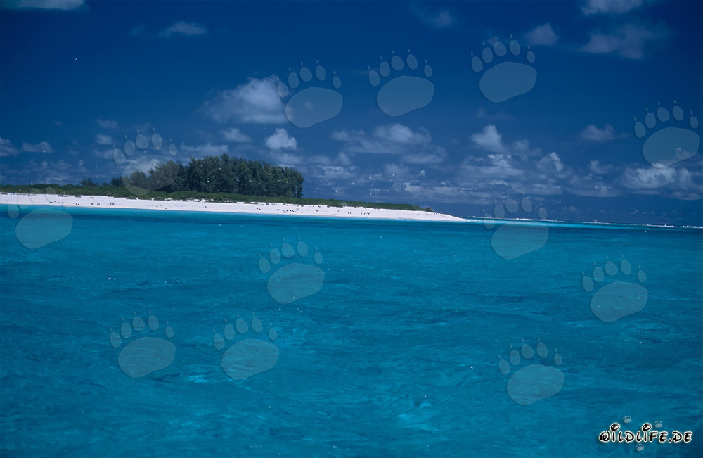 Dreamy Snow White Beach, Blue Sky, and Crystal Clear Sea on Midway Atoll, Hawaii, USA