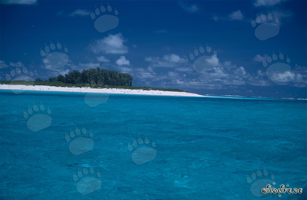 Spiaggia di sabbia bianca, cielo blu e mare cristallino a Midway Atoll, Hawaii, USA