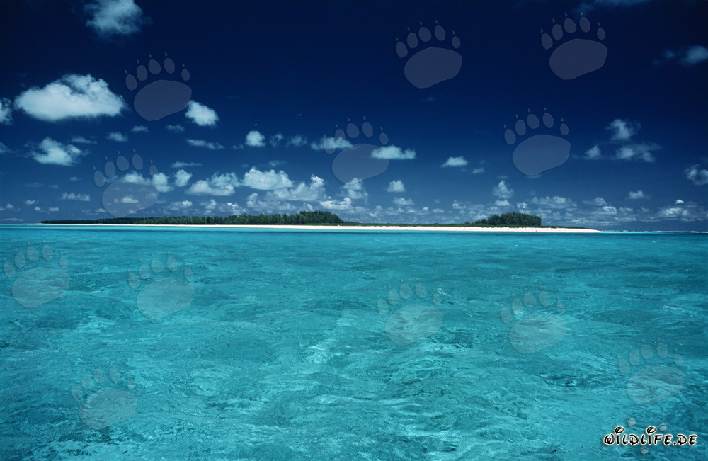 Cadre paradisiaque de la mer du Sud à Midway Atoll
